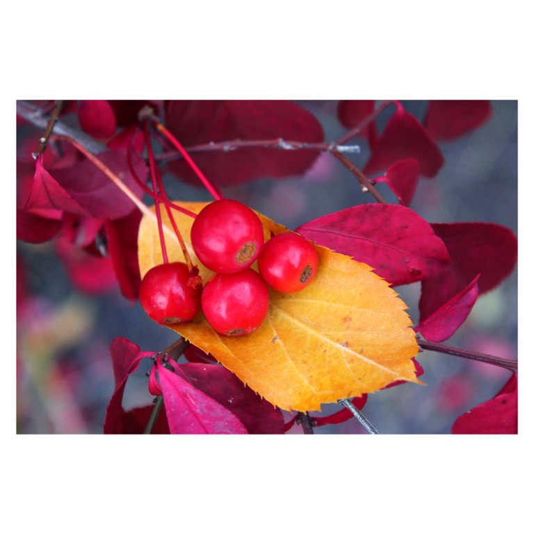Aubrie's art: a photo of a yellow leaf with red berries. 