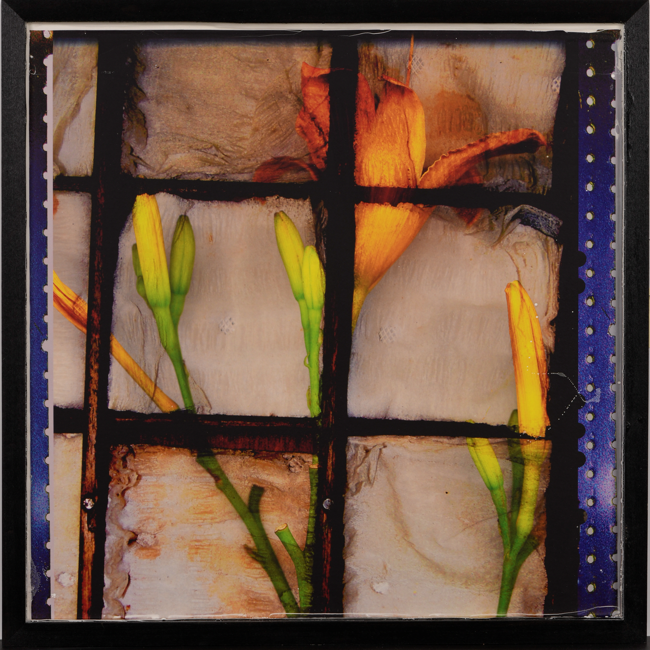 Orange lilies overlayed with a square grid