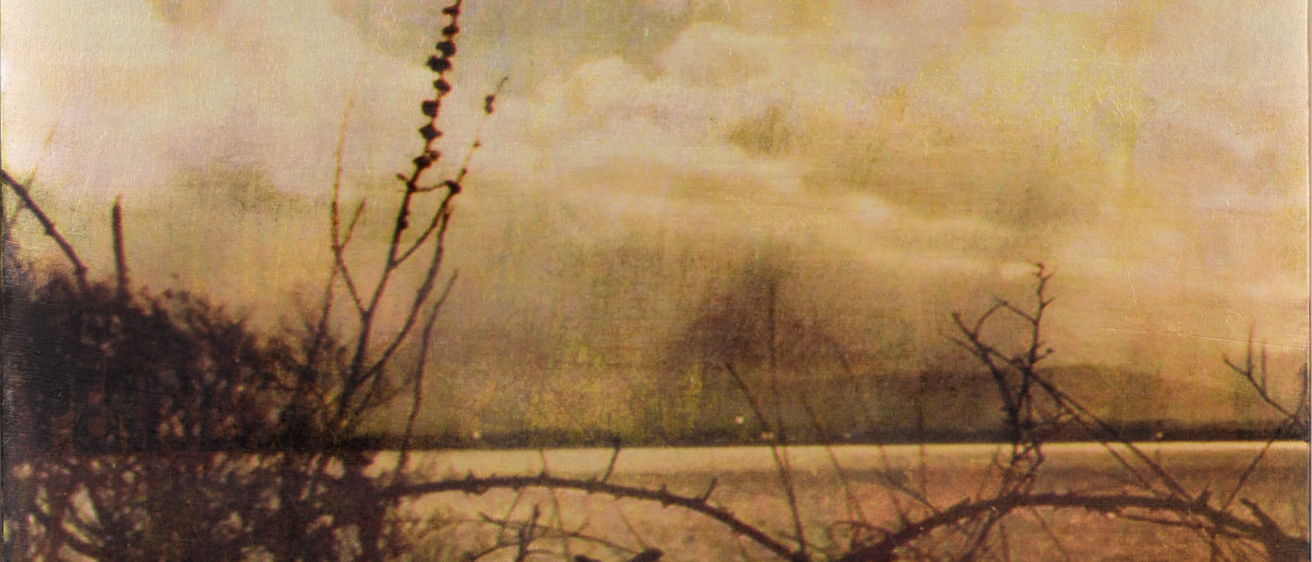 Silhouette of shrubbery and branches in front of a serene body of water and cloudy sky in pastel warm shades 