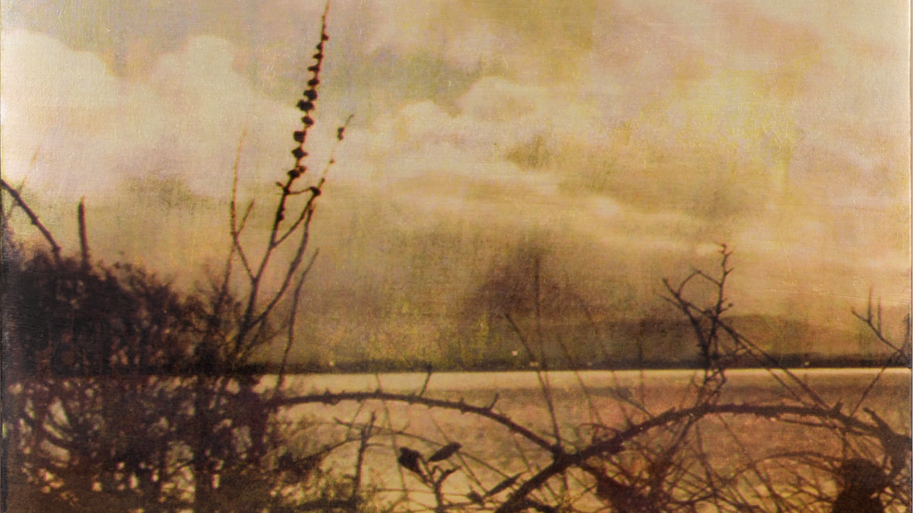 Silhouette of shrubbery and branches in front of a serene body of water and cloudy sky in pastel warm shades 